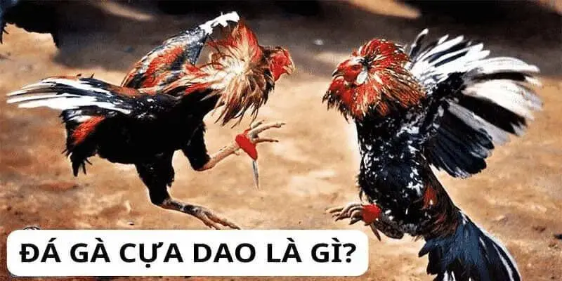 Đá gà cựa dao có nguồn gốc từ các nước Đông Nam Á
