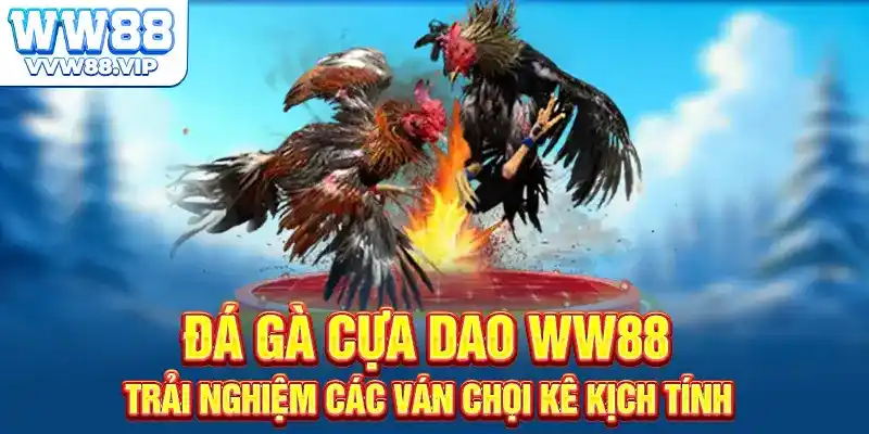 Đá Gà Cựa Dao WW88 - Trải Nghiệm Các Ván Chọi Kê Kịch Tính