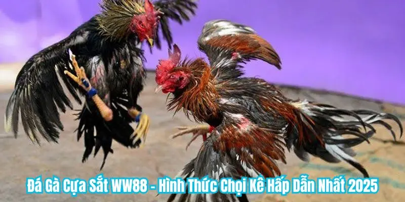 Đá Gà Cựa Sắt WW88 - Hình Thức Chọi Kê Hấp Dẫn Nhất 2025