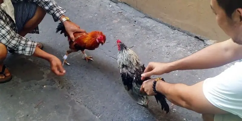 Đá gà cựa sắt có thời gian thi đấu khá ngắn