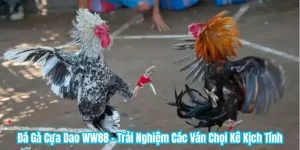 Đá Gà Cựa Dao WW88 - Trải Nghiệm Các Ván Chọi Kê Kịch Tính