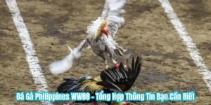 Đá Gà Philippines WW88 - Tổng Hợp Thông Tin Bạn Cần Biết