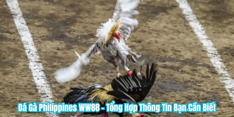 Đá Gà Philippines WW88 - Tổng Hợp Thông Tin Bạn Cần Biết