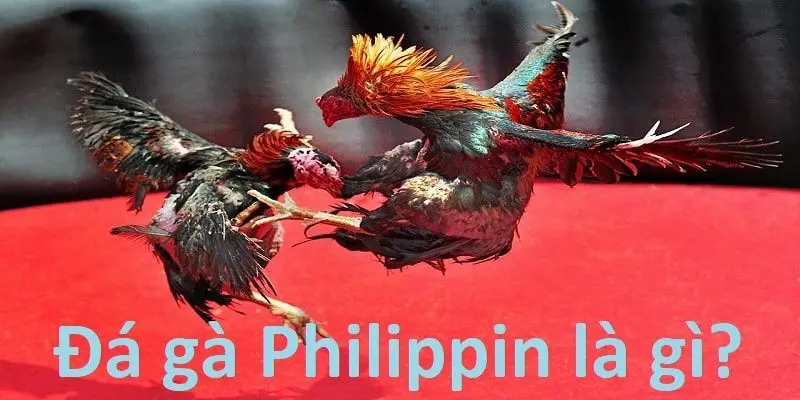 Đá gà Philippines thu hút số lượng lớn người tham gia