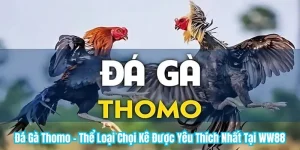 Đá Gà Thomo - Thể Loại Chọi Kê Được Yêu Thích Nhất Tại WW88