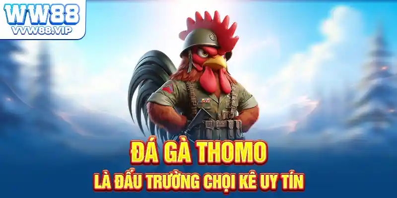 Đá gà Thomo là đấu trường chọi kê uy tín