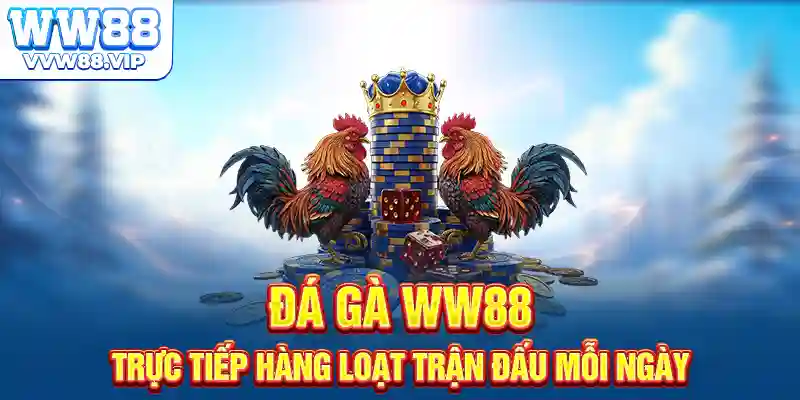 Đá gà WW88 trực tiếp hàng loạt trận đấu mỗi ngày
