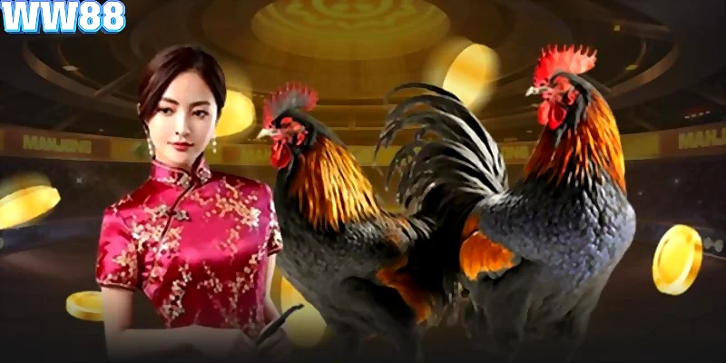 Đá gà WW88 trực tiếp hàng loạt trận đấu mỗi ngày
