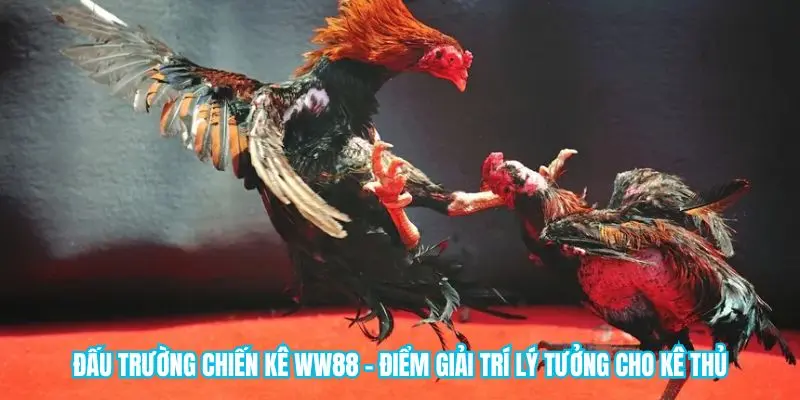 Đấu Trường Chiến Kê Ww88 - Điểm Giải Trí Lý Tưởng Cho Kê Thủ